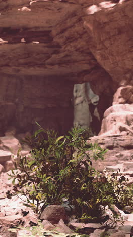 a close-up of a plant growing in a cave