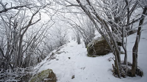 Snow-covered path in a forest with icy trees creating a peaceful winter scene
