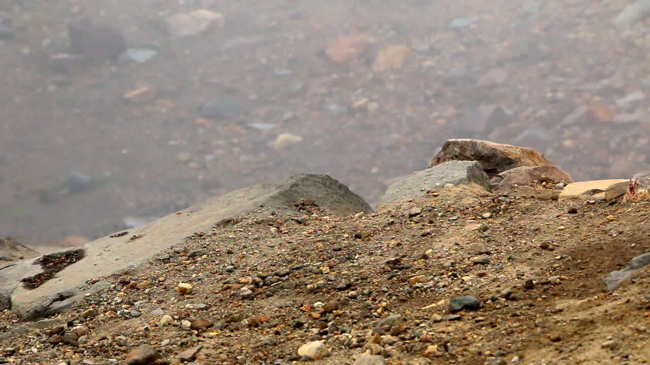 dos ardillas listadas en busca de comida en el parque nacional de tierra seca