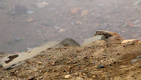 Dos-Ardillas-Listadas-En-Busca-De-Comida-En-El-Parque-Nacional-De-Tierra-Seca