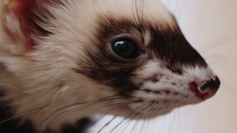 close-up of a ferret