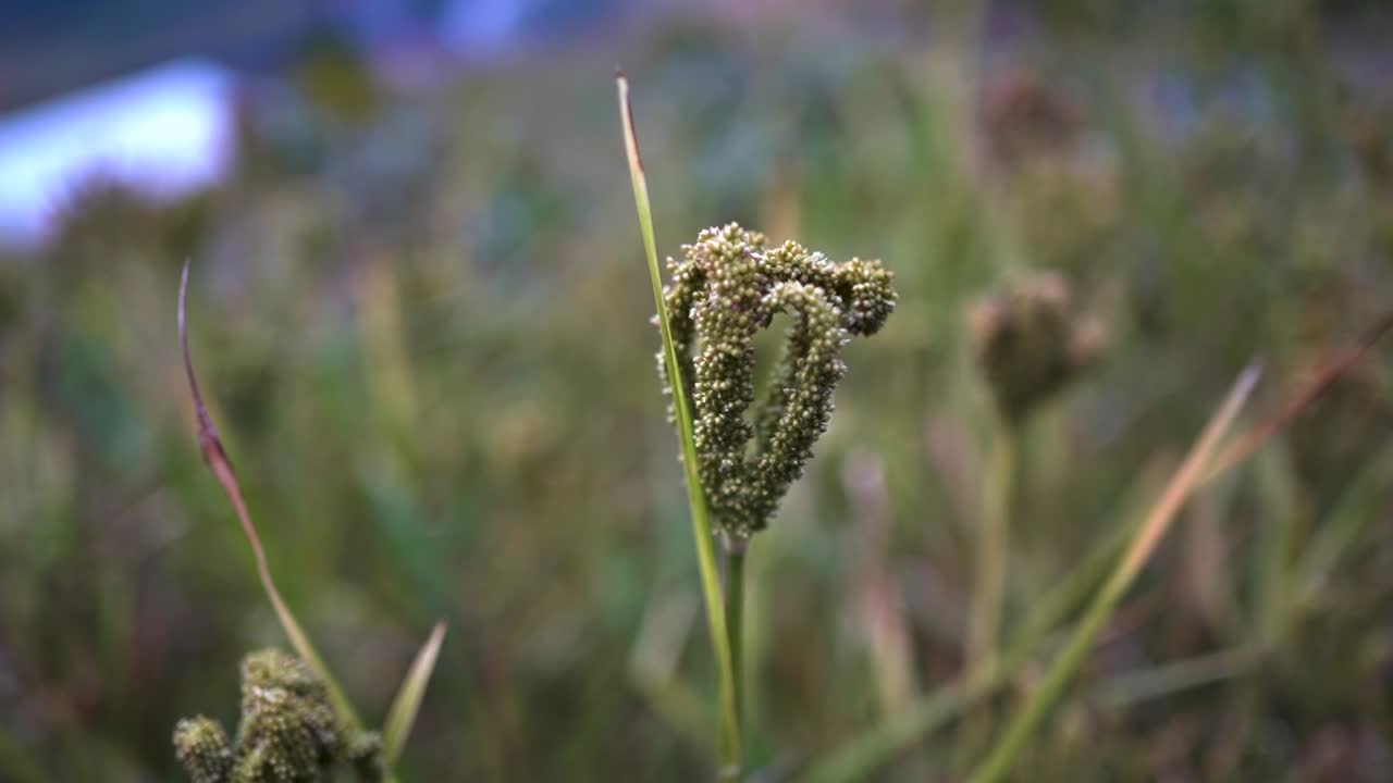 Closeup view of millet crops in farmland