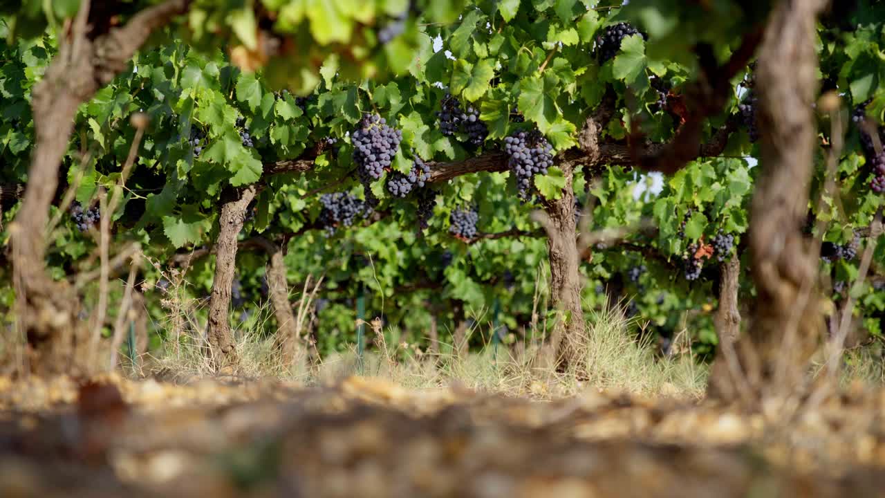 toma de ángulo bajo de racimos de uvas listos para la cosecha fuera del viñedo