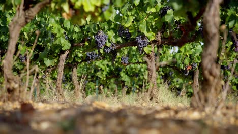 low-angle shot of bunches of grapes ready for harvesting off of the vineyard