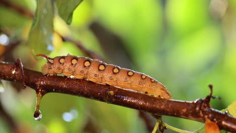 Caterpillar-Bedstraw-Hawk-Moth-crawls-on-a-branch-during-the-rain.-Caterpillar-(Hyles-gallii)-the-bedstraw-hawk-moth-or-galium-sphinx,-is-a-moth-of-the-family-Sphingidae.