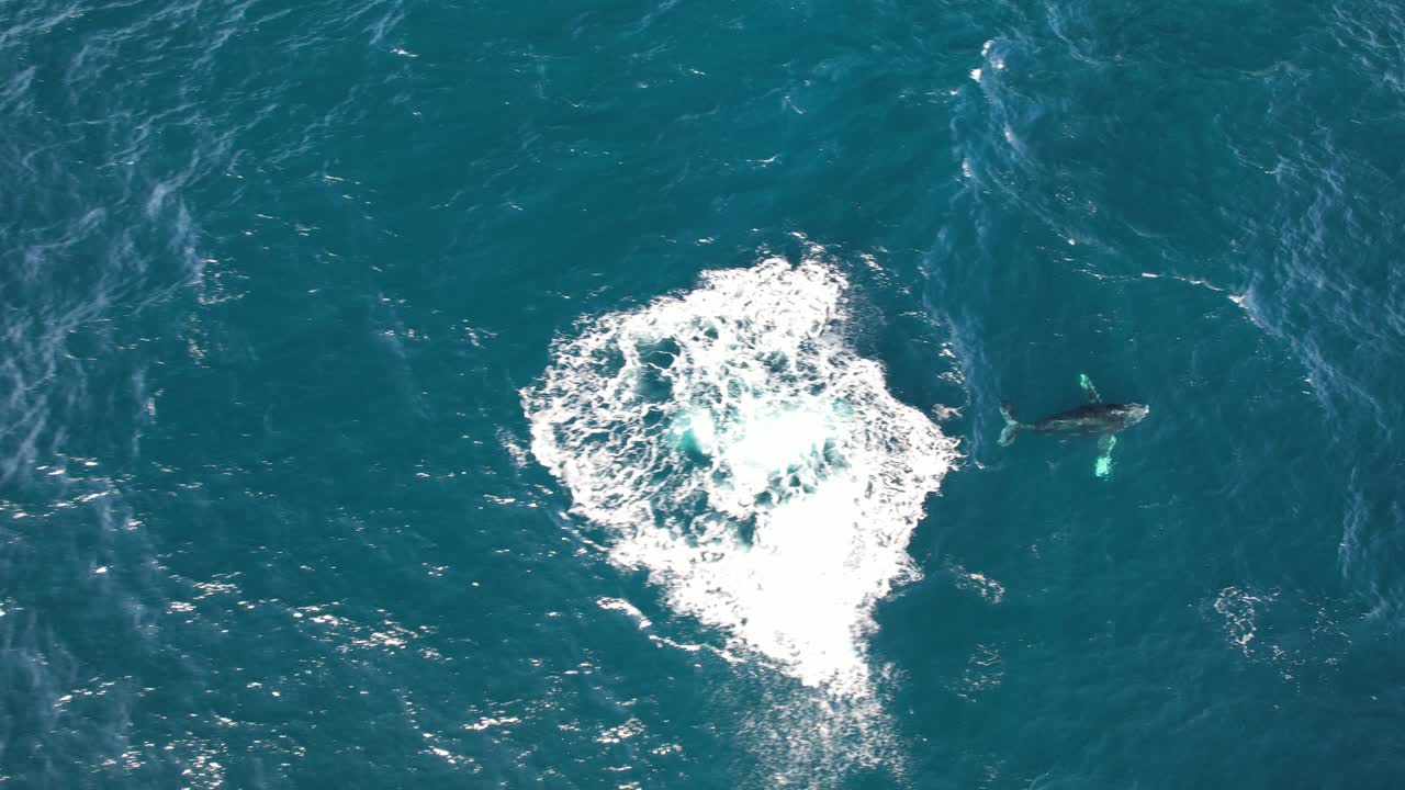 青い海を泳ぐザトウクジラの親子 - 空撮。