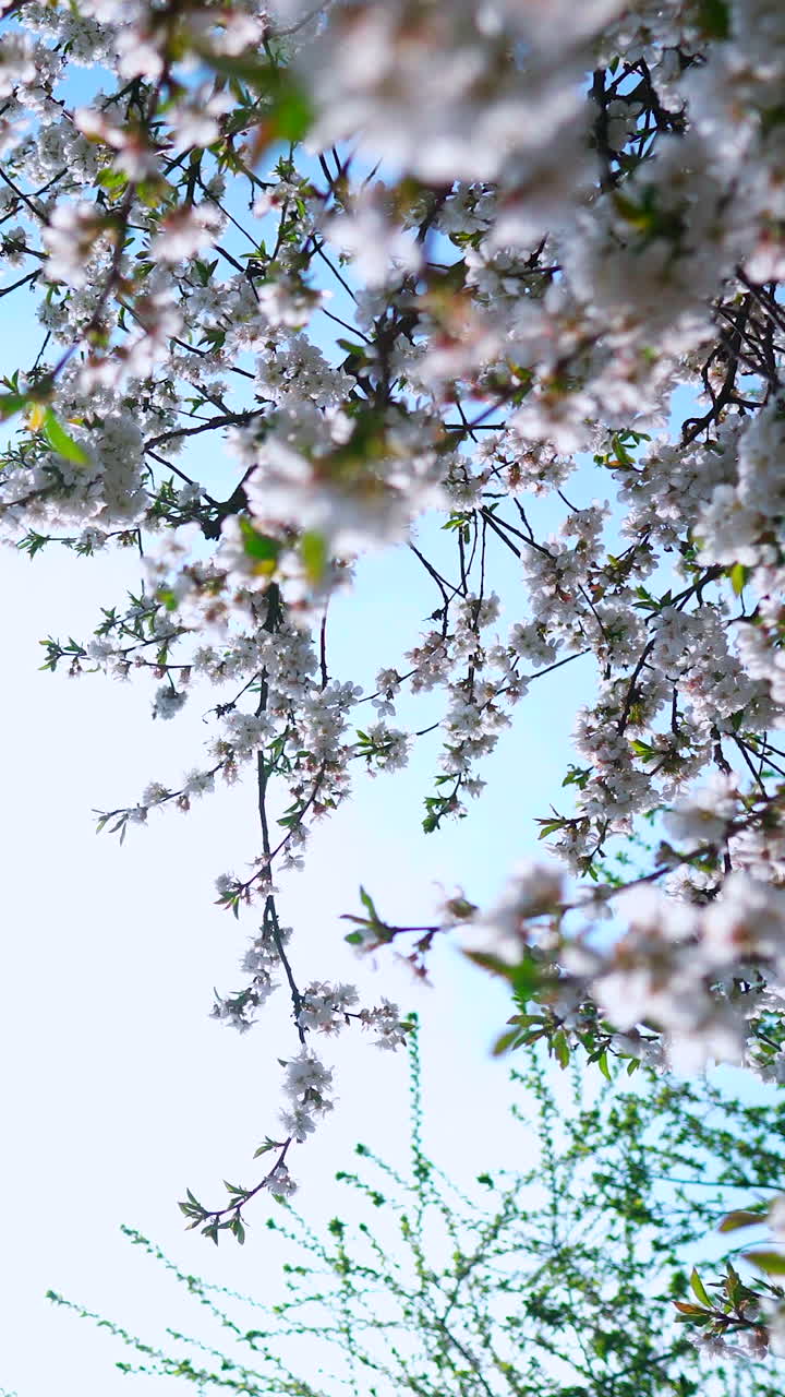 Blooming sakura cherry branches around the sun in the blue sky. Vertical video