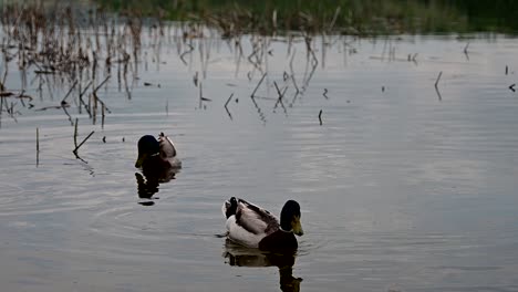 Stockenten-Am-Ufer-Des-Sees