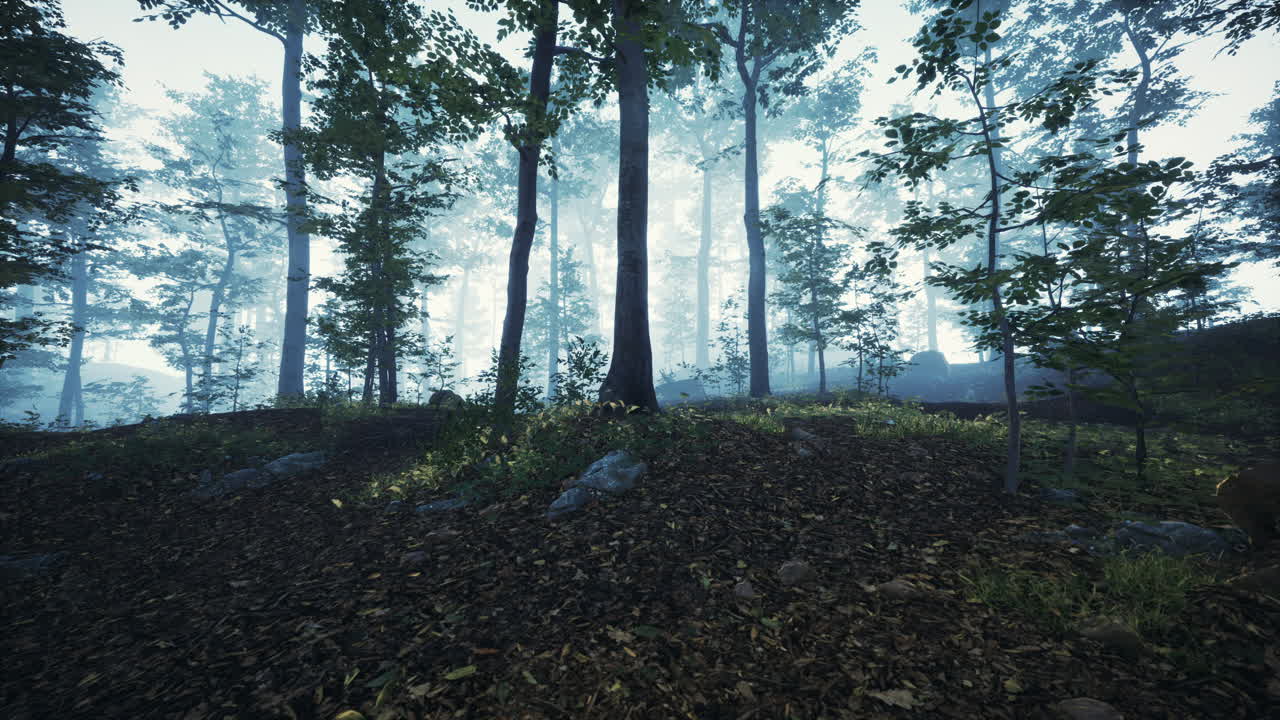 paisaje de bosque oscuro con niebla