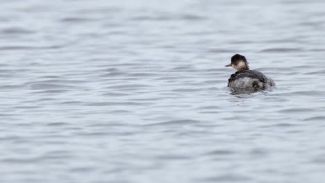 black-necked grebe, podiceps nigricollis, bueng boraphet lake and swamp