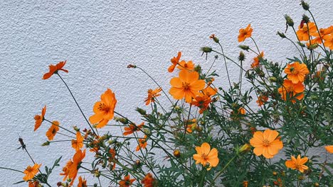 orange cosmos flowers against a white wall