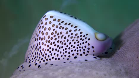 Primer-Plano-De-Concha-De-Cauri-Con-Manchas-Negras-Sobre-Coral-De-Cuero