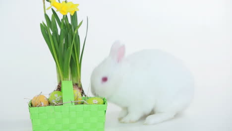 el conejo de pascua olfateando la canasta de huevos y narcisos