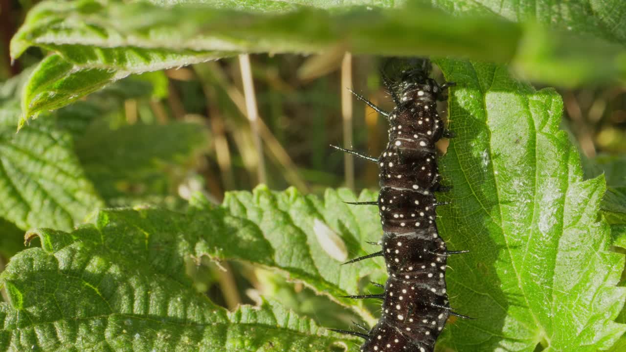 Detailed view of spiny caterpillar as it feeds along side of serrated leaf