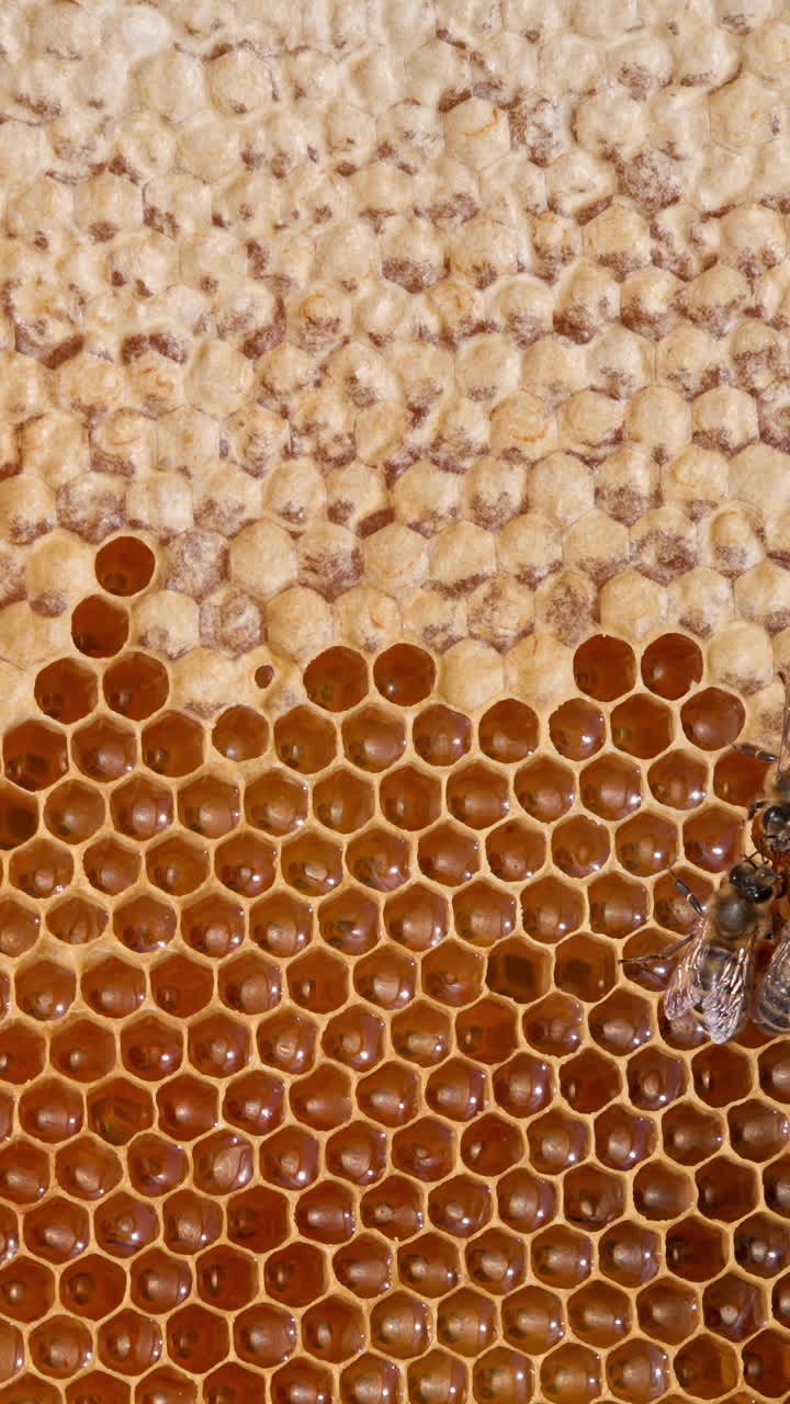 Beautiful cells at honeycombs filled with fresh liquid organic honey. Few bees crawling by the frame sealing the produced honey. Close up. Vertical video