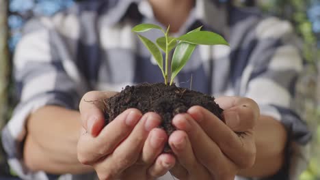 hands holding a small plant in soil