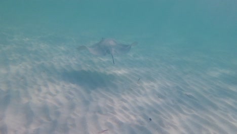 Marvel-at-the-elegant-movements-of-a-manta-ray-as-it-glides-through-the-water,-Cozumel,-Mexico