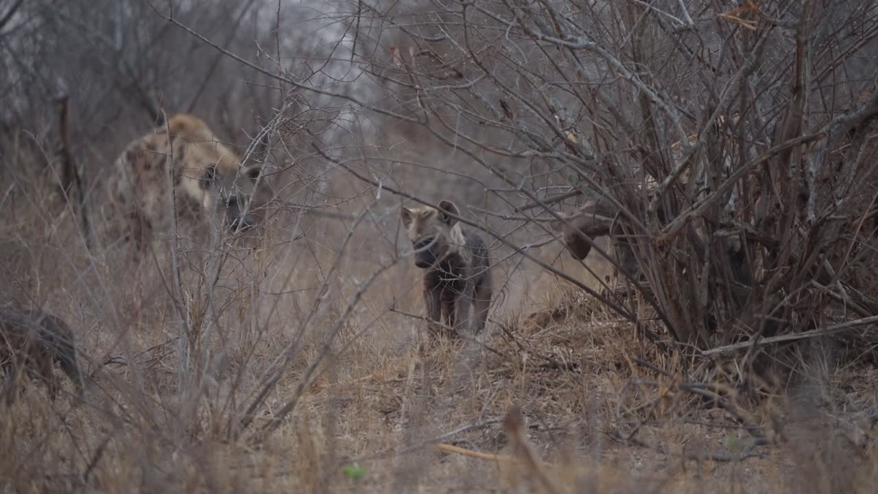 Iene maculate di età diverse camminano verso la telecamera attraverso la boscaglia secca nel Parco Nazionale Kruger, Sudafrica, mostrando un comportamento naturale nel loro habitat da safari