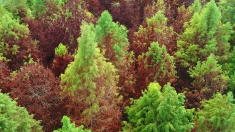 aerial birds eye view, drone flyover a vibrant canopy of bald cypress trees showcases autumn colors, ranging from lush green to deep red, highlighting nature's beauty, tilt up reveals rural townscape