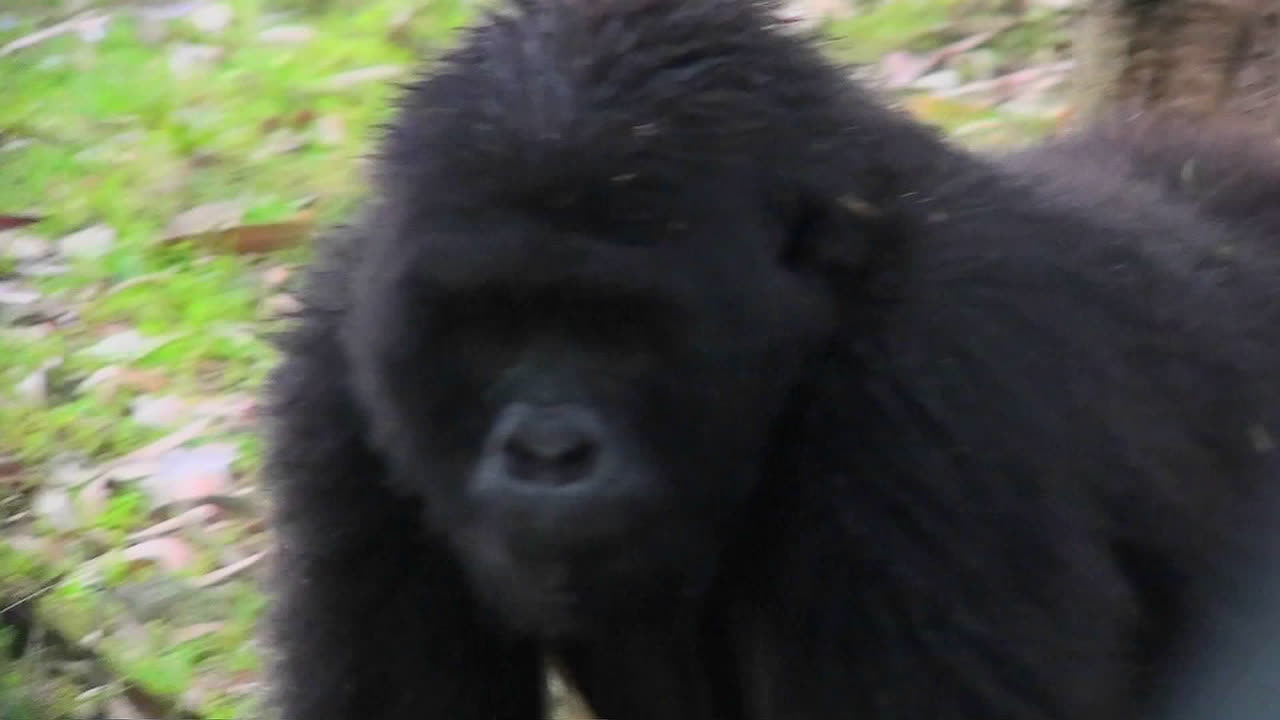 Una gorilla di montagna femmina mangia corteccia di eucalipto nella foresta pluviale.