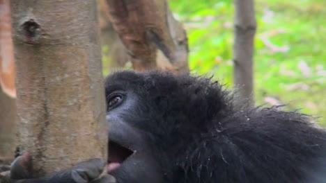 un gorila de montaña hembra come corteza de eucalipto en la selva tropical