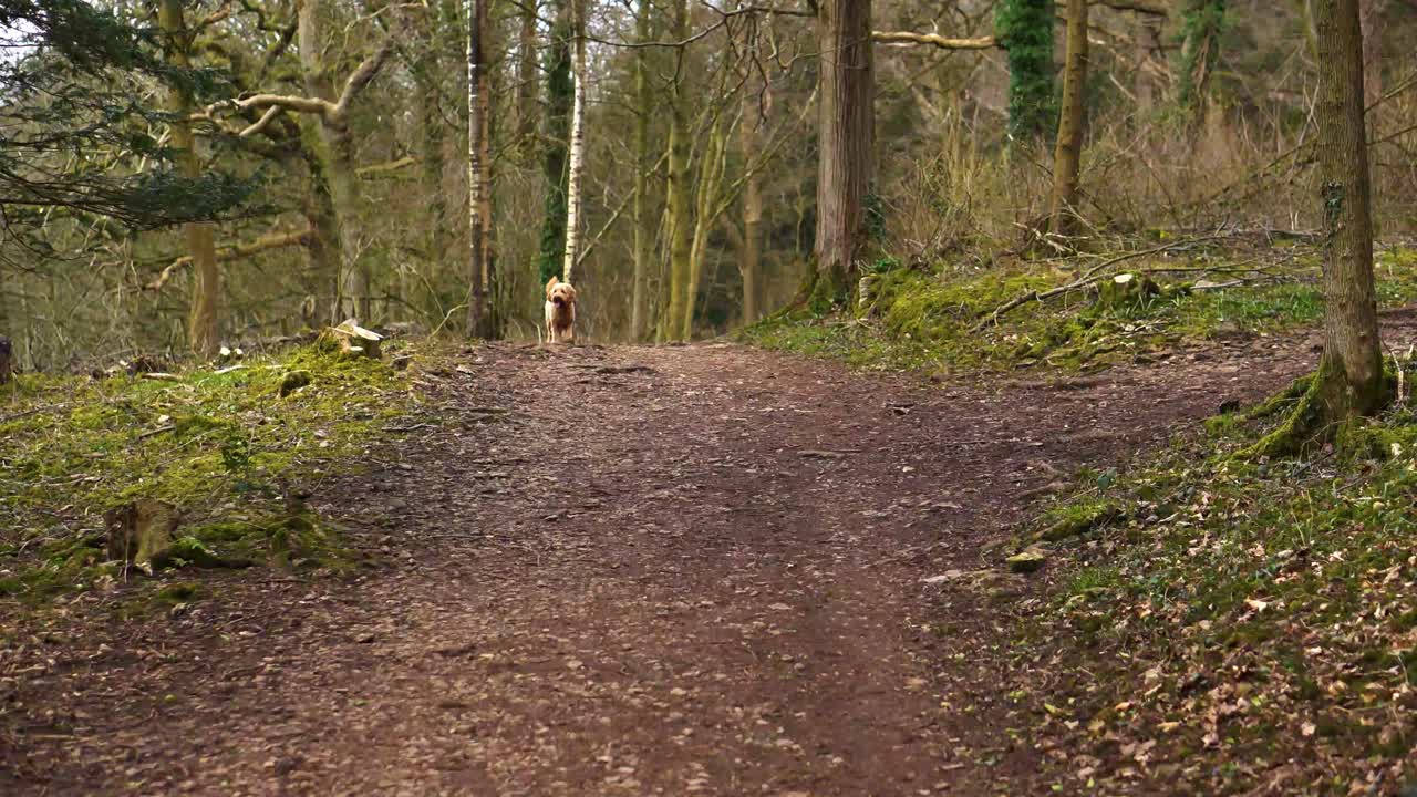 Un cane di razza goldendoodle che esplora una foresta