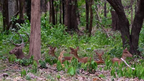 The-Eld's-Deer-is-an-Endangered-species-due-to-habitat-loss-and-hunting