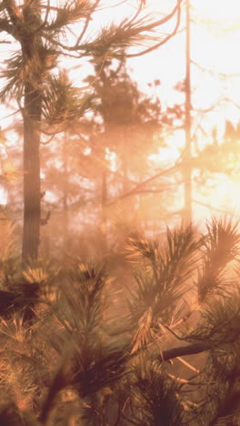sunrise in the forest