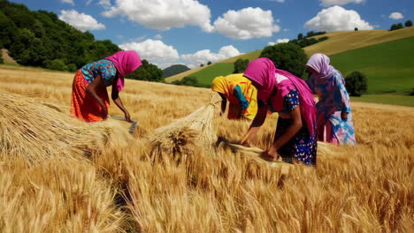 women harvesting wheat in a field