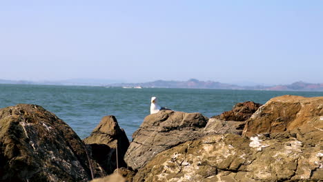 steady shot of a northern california seagull sitting on the rocks on the shores of san franciso bay