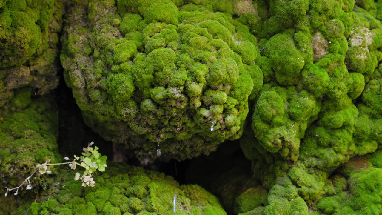 Acqua che gocciola su rocce spesse ricoperte di muschio all'aperto