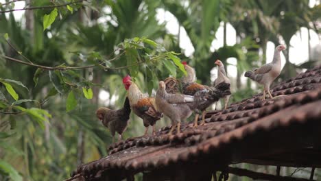 chickens and roosters standing on the brick roof