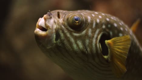 fugu o pez globo con boca o labios deformados