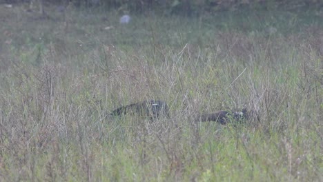 Ave-Ibis-Comiendo-Comida-