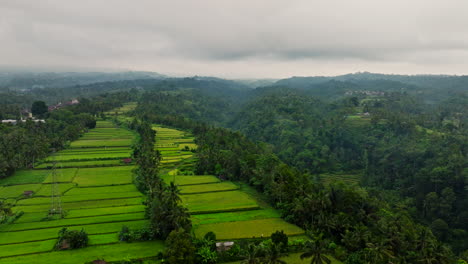 indonesian landscape with rice fields and forest