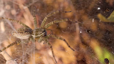 slider shot over a funnel web spider female on her web in the morning sun