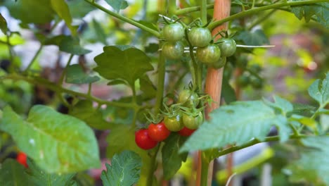 close-up of a bunch of fresh tomatoes cherry in a plant