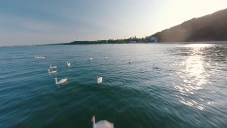 increíble toma de avión no tripulado fpv del azul mar báltico, pájaros cisnes en el agua, reflejo de la llamarada solar en la superficie del océano, puesta de sol, antena rápida con movimiento de vuelo dinámico
