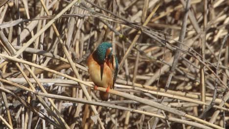 a common kingfisher  in the reed, germany