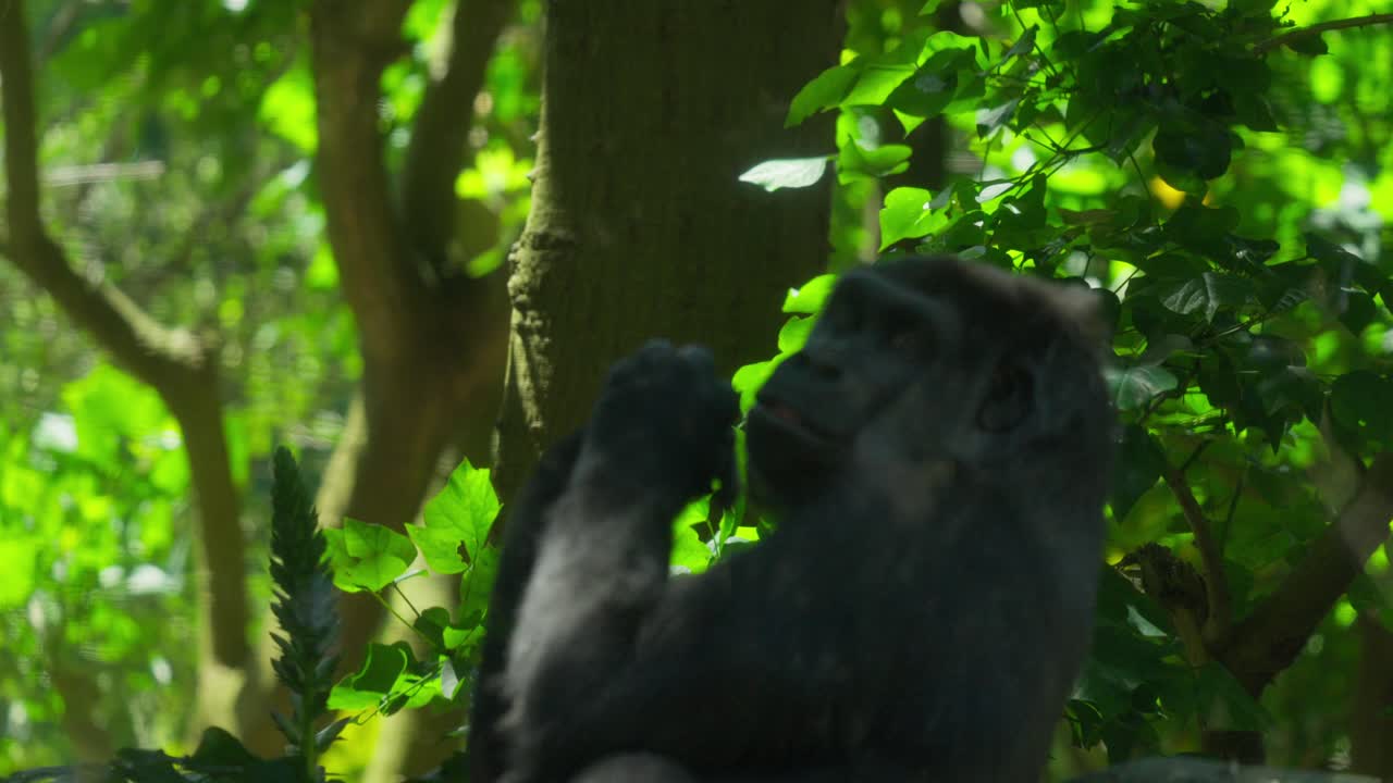 Gorilla che stabilisce un contatto visivo mentre si gira a Victoria, Australia