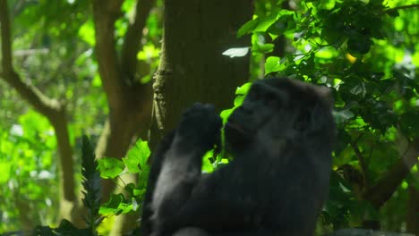 Gorilla-Blickkontakt,-Als-Er-Sich-Um-Victoria-Australia-Dreht