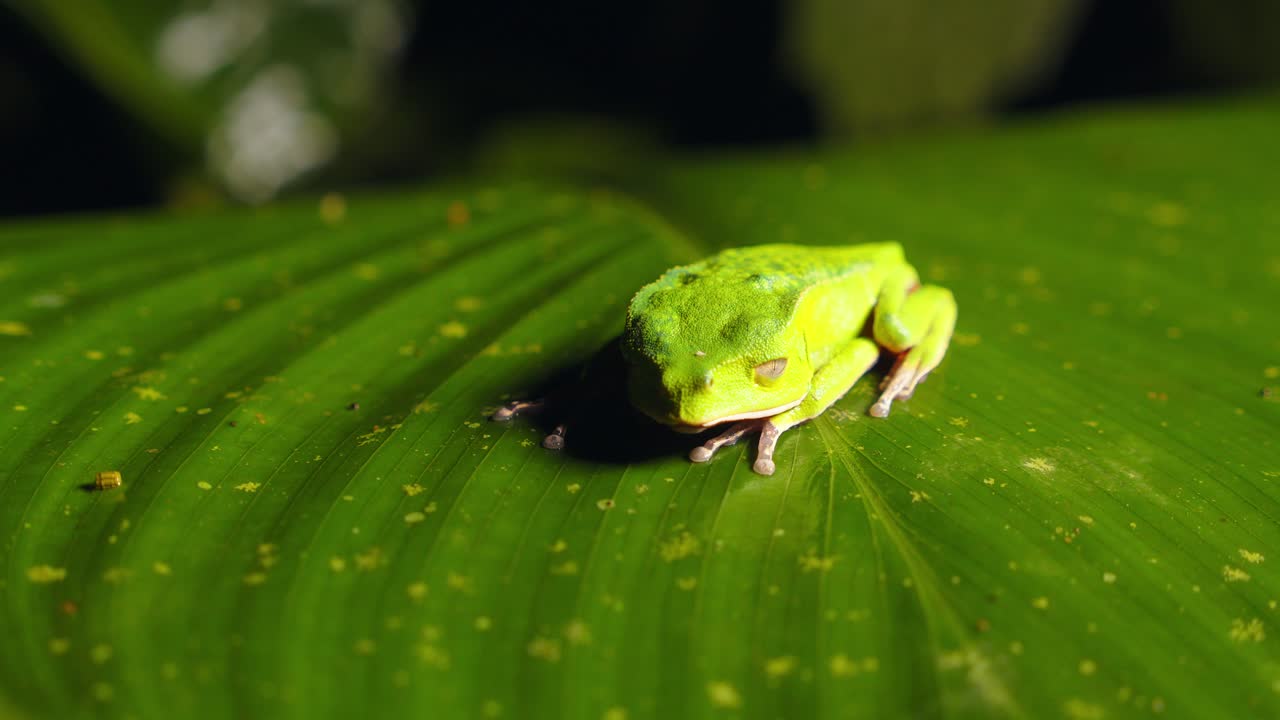 A green Hylidae tree frog rests calmly on a wide leaf in Peru’s lush and humid rainforest jungle.
