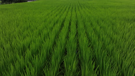 Aerial-view-tilting-over-a-rice-plantation,-revealing-Japanese-countryside-homes