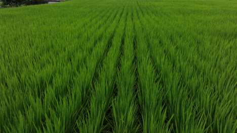 vista aérea inclinada sobre una plantación de arroz, revelando casas rurales japonesas
