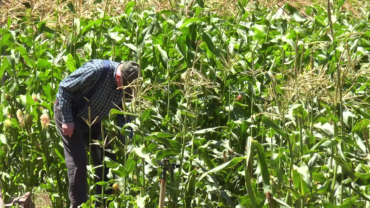 un anciano granjero recoge maíz en su campo cerca de lompoc california