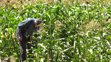 Ein-älterer-Bauer-Pflückt-Mais-Auf-Seinem-Feld-In-Der-Nähe-Von-Lompoc,-Kalifornien