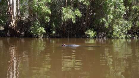 bird in a swampy river
