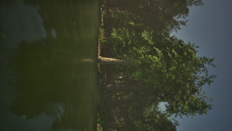 Video-Vertical-De-La-Luz-Del-Sol-En-El-Bosque-Verde