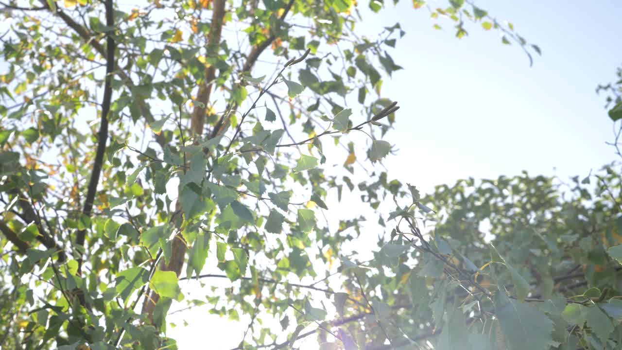 자작나무 가지의 느린 동작과 나뭇잎이 바람에 부드럽게 부는 가운데 태양이 배경에서 빛난다