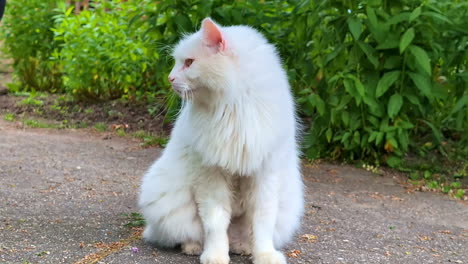 feral, stray, white tom cat missing an ear from fighting